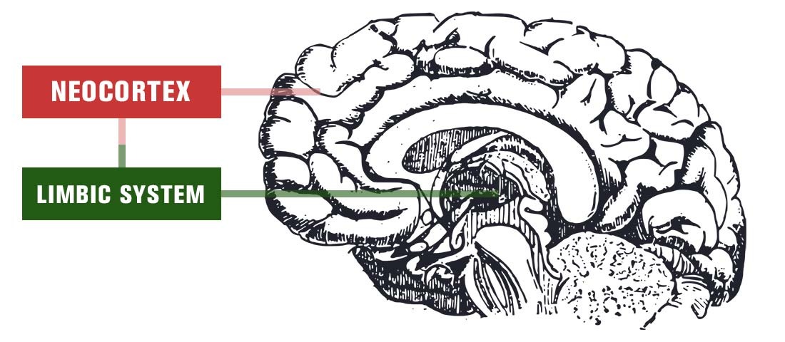 大脑插图新皮层边缘系统情绪