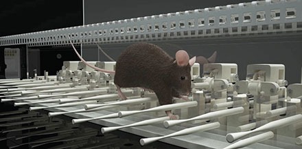 EL 2中的ErasmusLadder小鼠