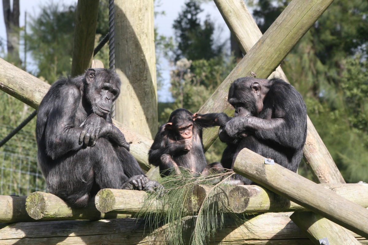 动物园里的三只黑猩猩