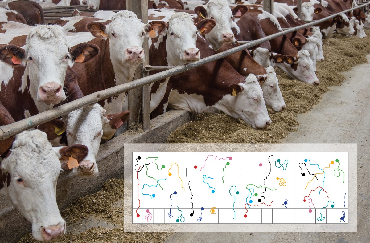 Tracklab在稳定轨迹图中集成奶牛图像