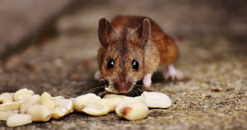 动机和饮食:自由运动小鼠的脑深部成像