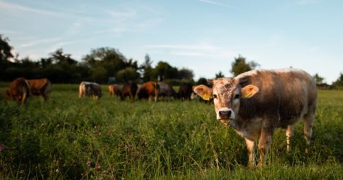 热应激如何影响奶牛的健康和福利?