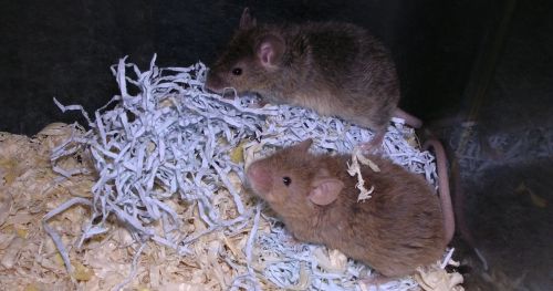 空间和气味记忆受损的老鼠——阿尔茨海默症的新模型