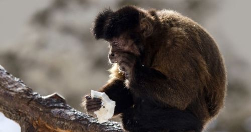 解开灵长类动物的行为，为什么猴子会摩擦它们的皮毛?