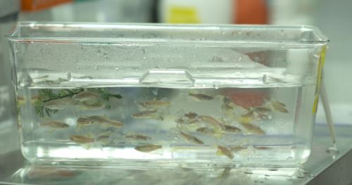 如何测量斑马鱼幼虫对水运动的高度刻板反应?