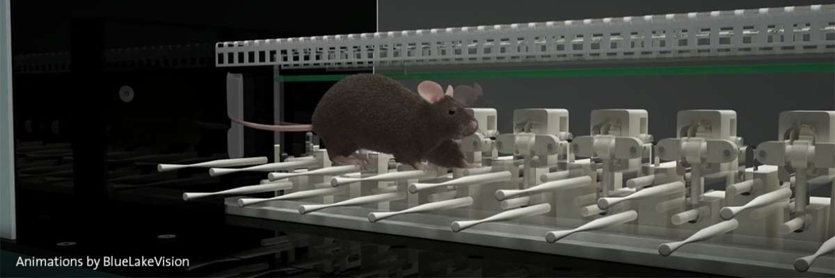自闭症小鼠有小脑特有的运动学习障碍