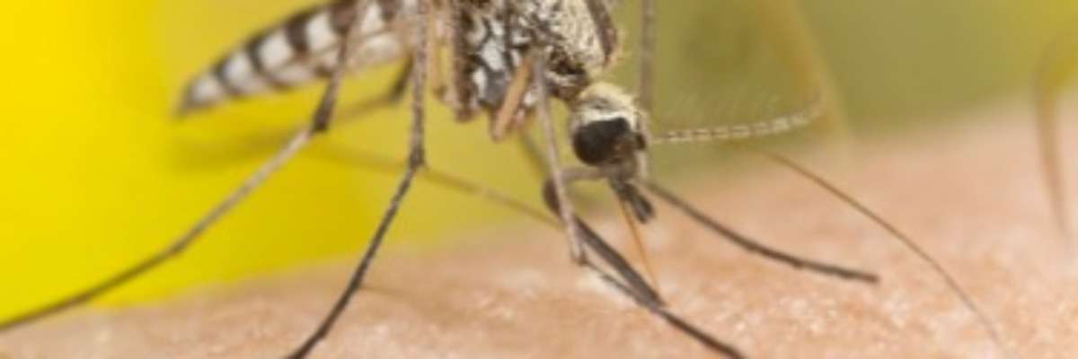 对杀虫剂的抗药性会让疟疾蚊子“更聪明”吗?