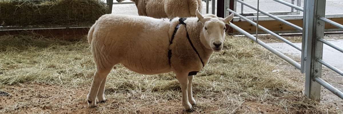 家畜研究:追踪绵羊以了解它们的行为