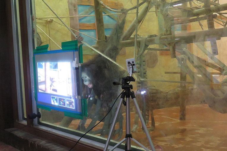 首尔动物园的猿类