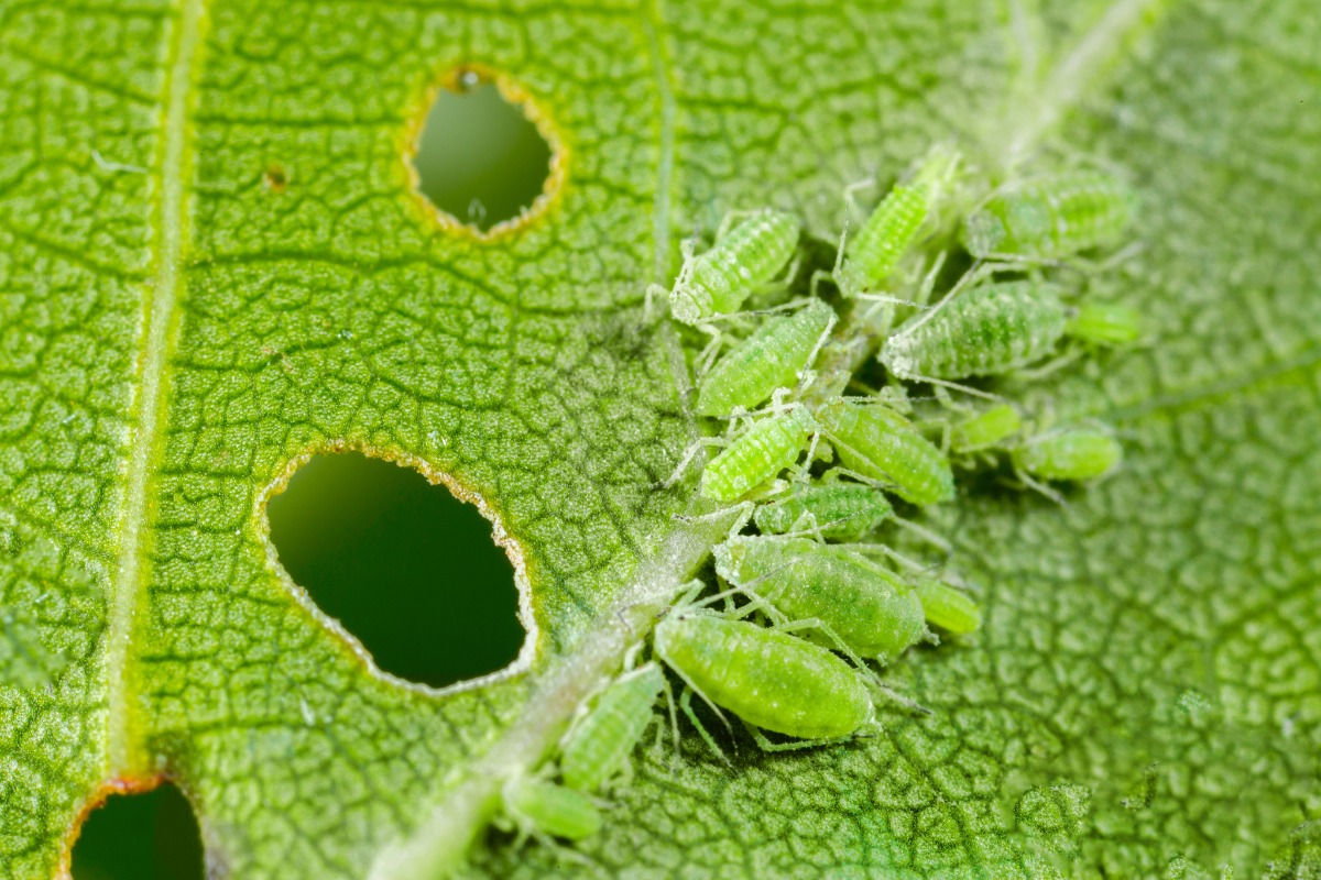 蚜虫破坏了绿色植物的叶子