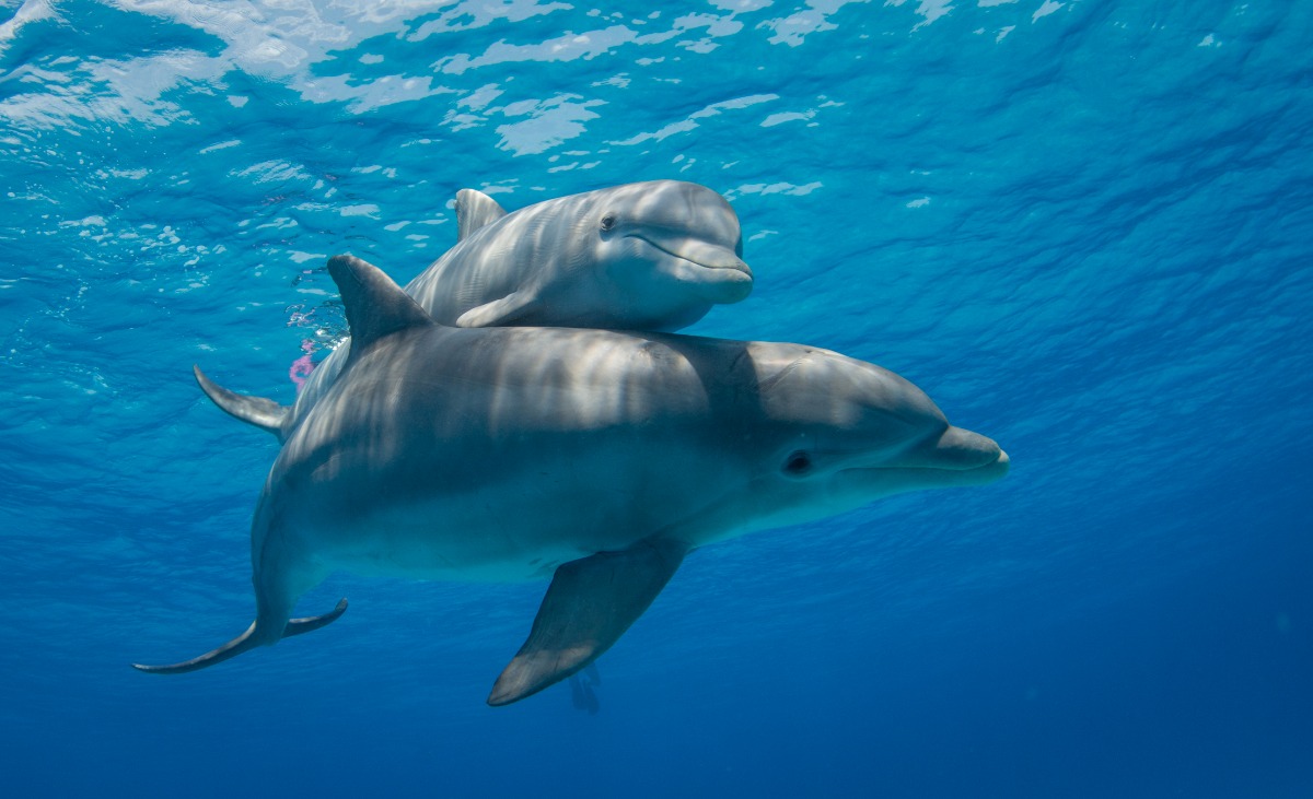 宽吻海豚游泳社交互动