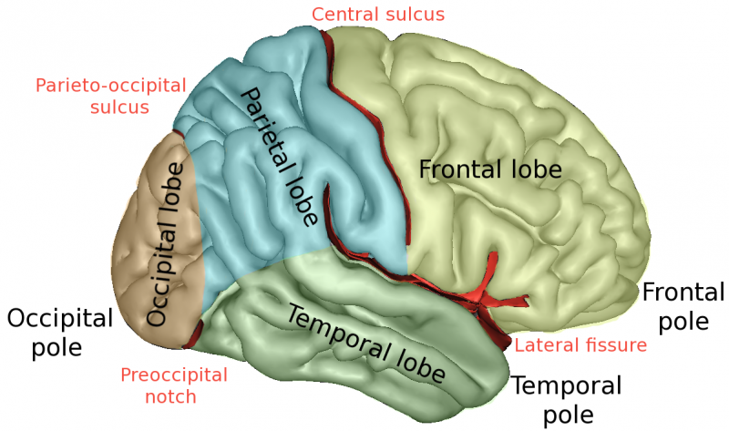 大脑Lobescaptslateral
