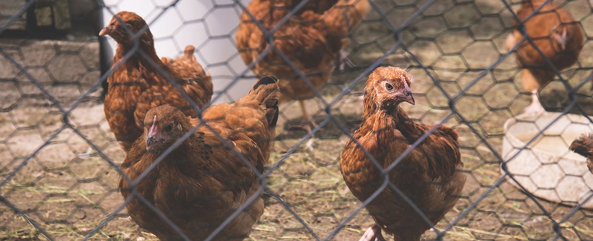 棕色的鸡在栅栏里