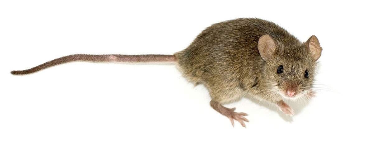 棕色鼠标白色背景