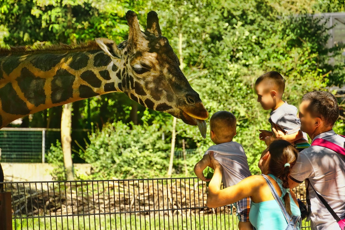 动物园里的长颈鹿家人