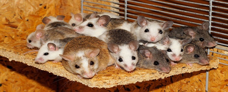 一群老鼠在一个木笼子里