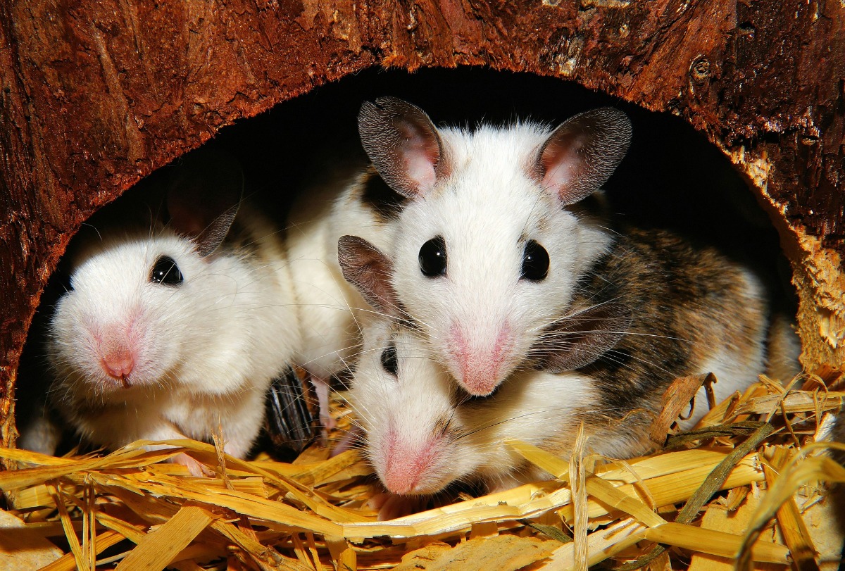 三只Mastomys老鼠白棕色坐着