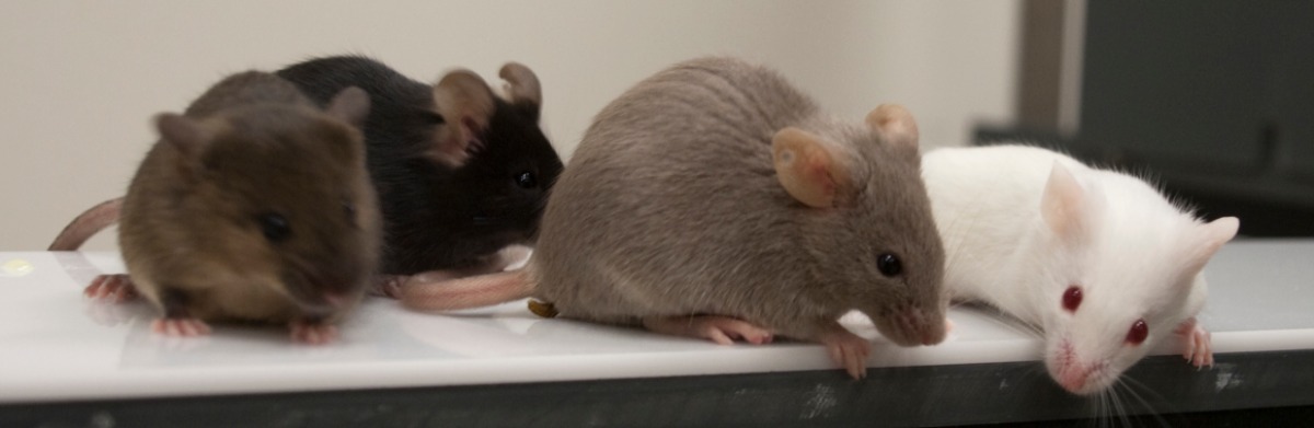 老鼠四色啮齿动物白棕色