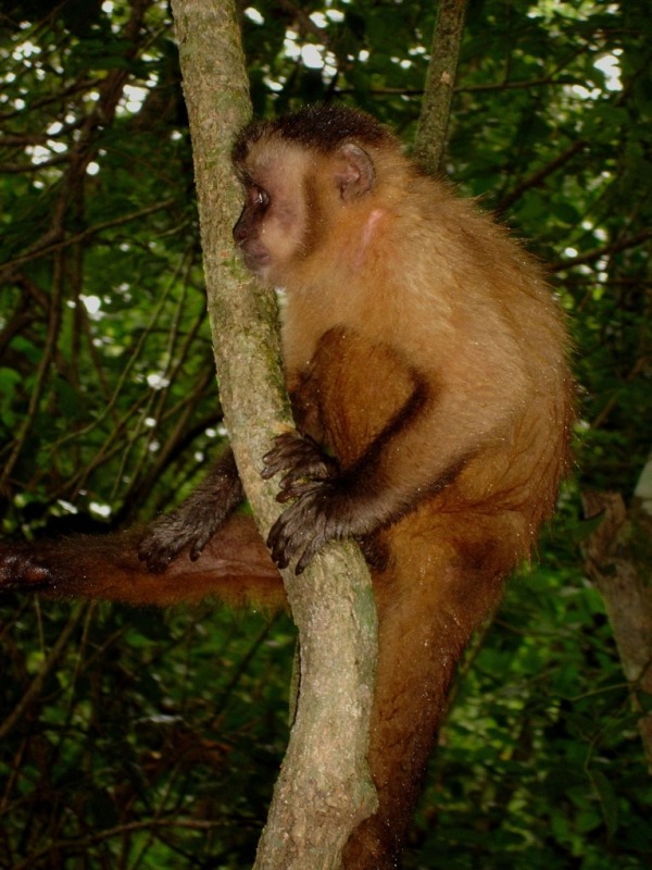 树上的猴子lauro sirgado