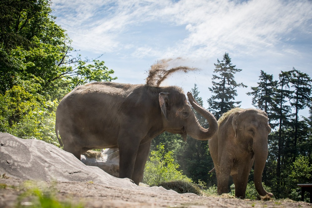 俄勒冈动物园大象2