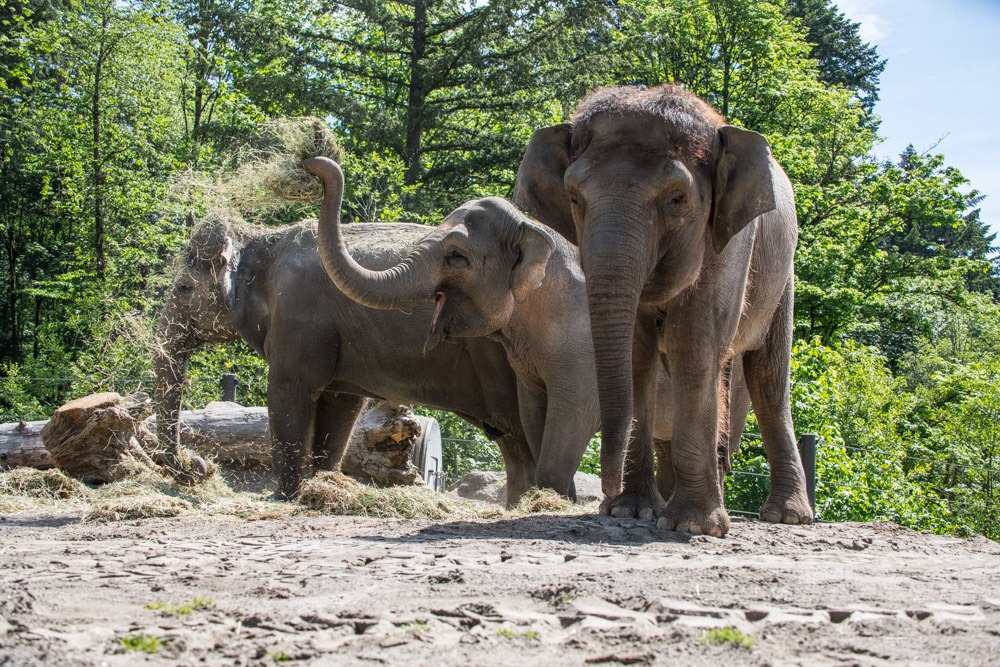 俄勒冈动物园大象