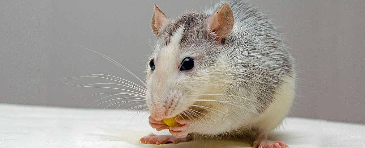 老鼠吃灰白色