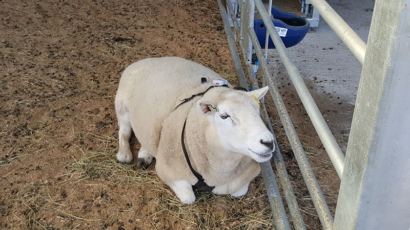 羊圈里挂着标签的羊
