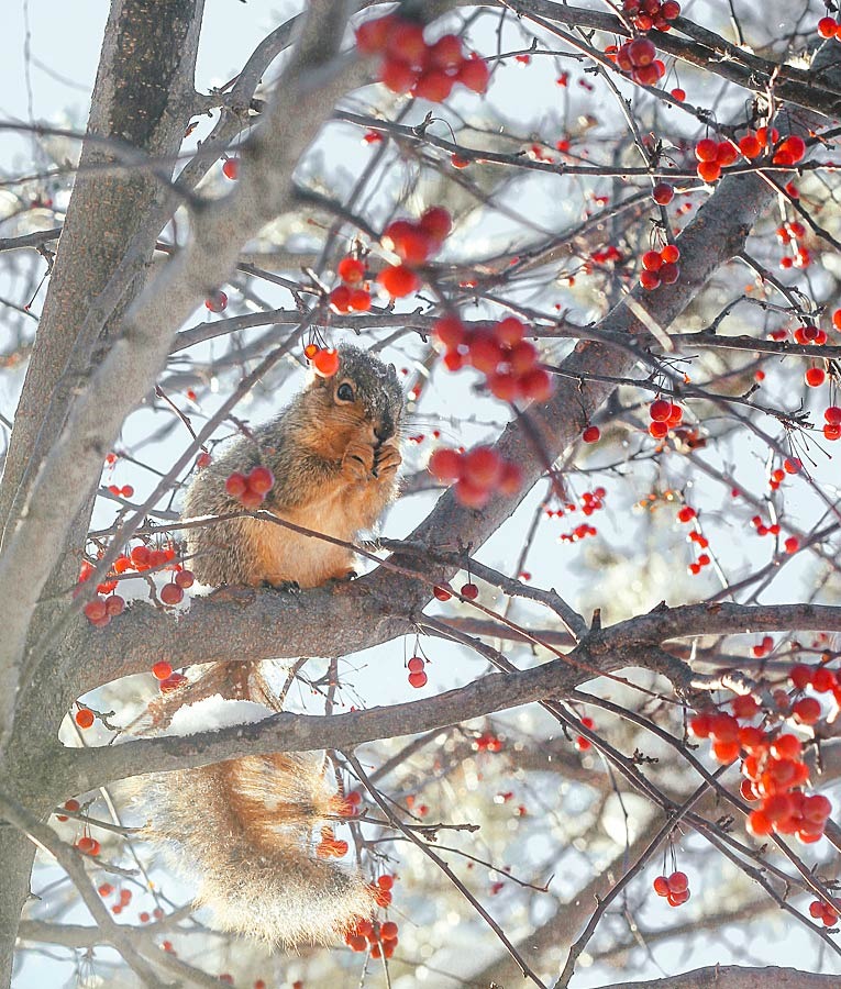 松鼠在树上吃东西