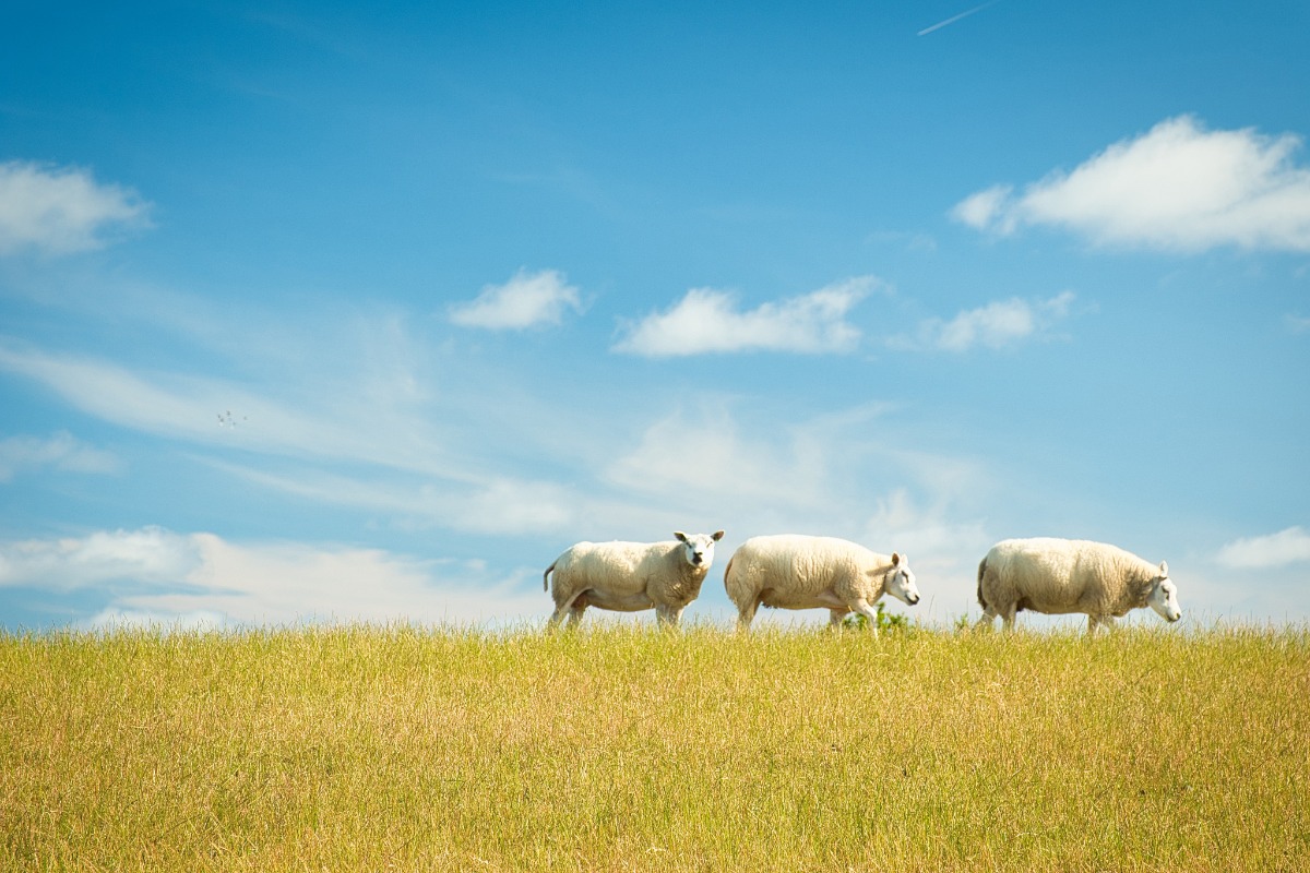 三只羊在蓝天下的草地上