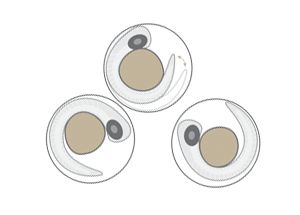 斑马鱼毒理学胚胎图