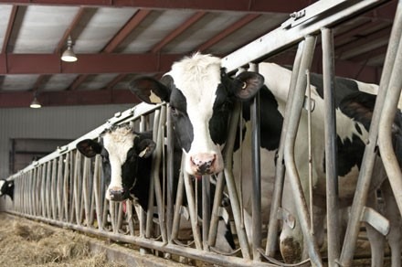 在谷仓里追踪实验室奶牛