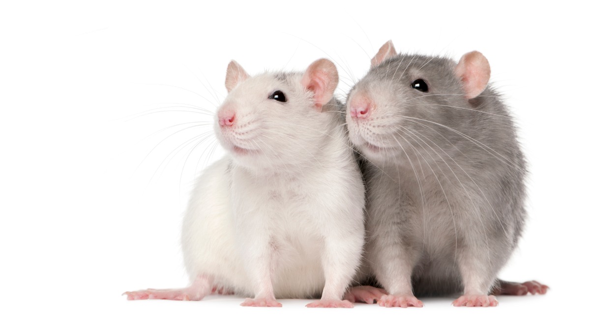 两只灰白色的老鼠紧挨着社交