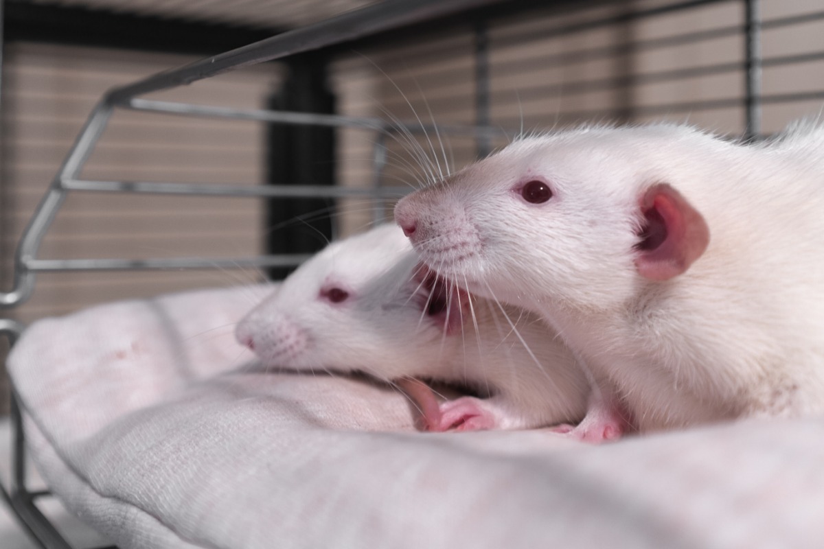 笼子里两只小白鼠躺在床上