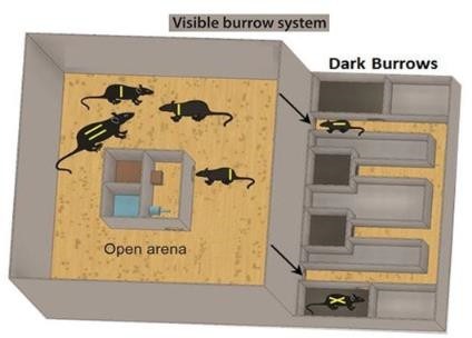 可见洞穴系统小鼠开放区域