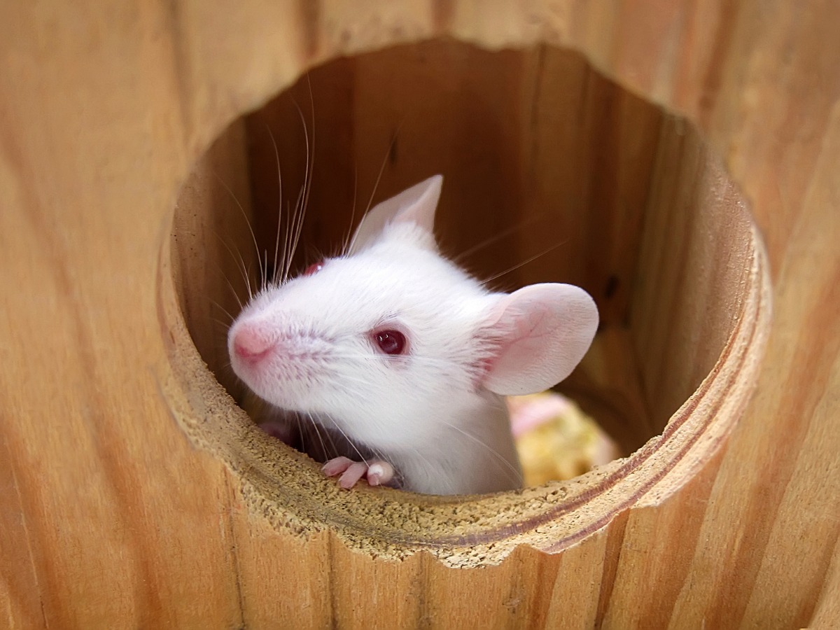 小白鼠从洞里往外看