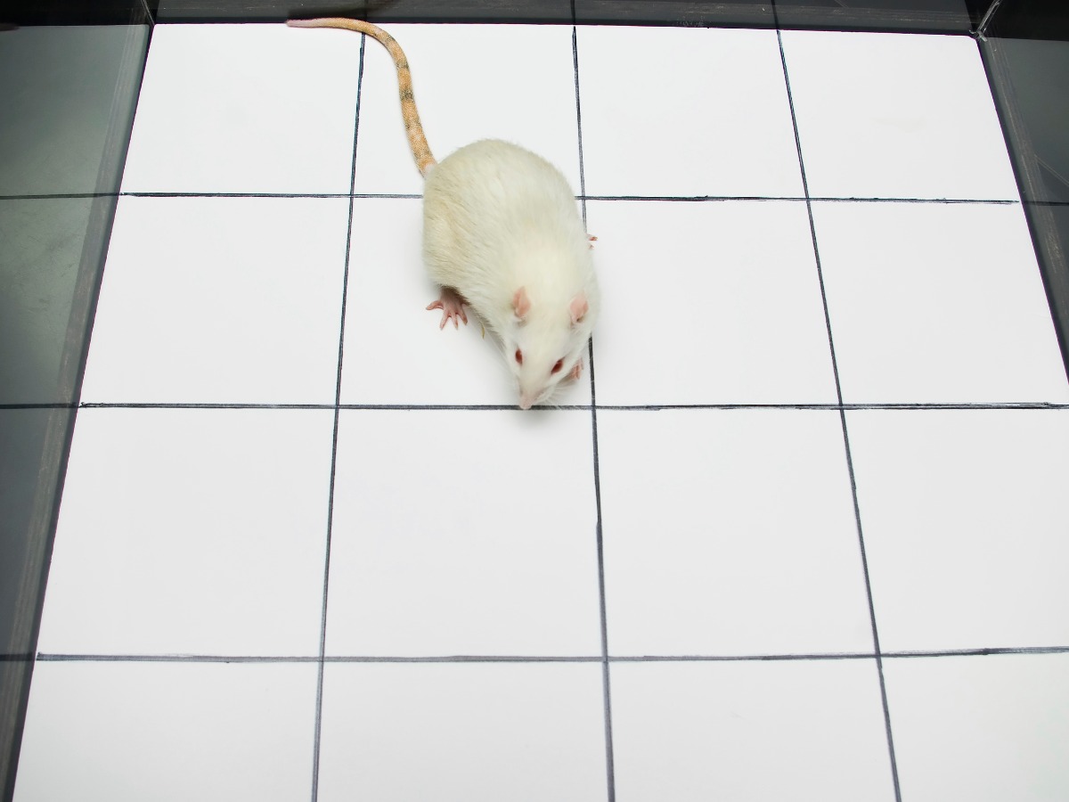 有方块的空地上的小白鼠