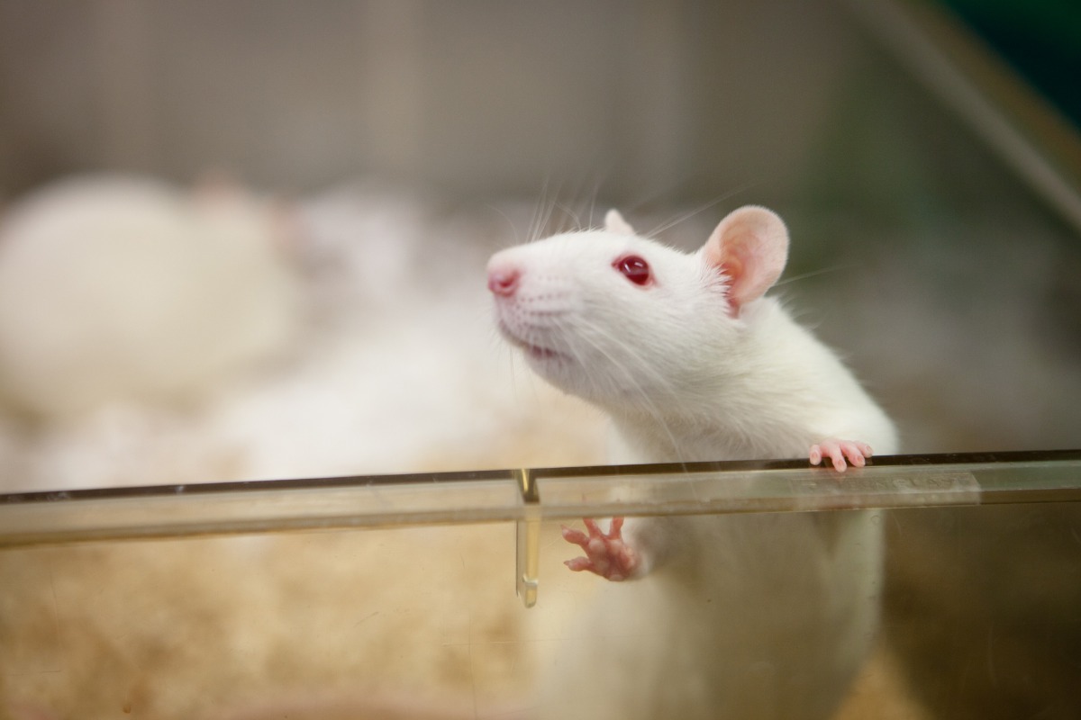 小白鼠从实验室笼子的镜子边往外看