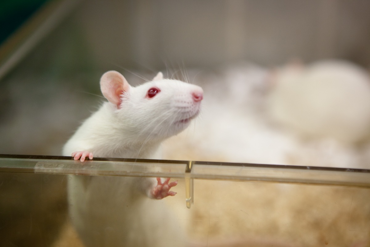 小白鼠从实验室笼子的边缘往外看