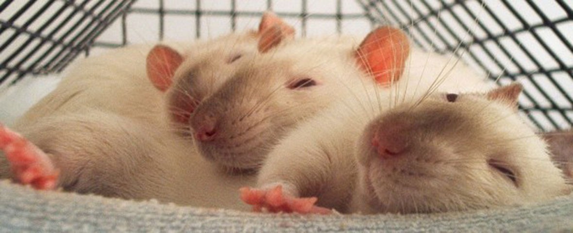在笼子里睡觉的小白鼠