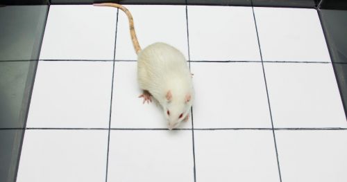 运动vs合成代谢类固醇:一项大鼠研究