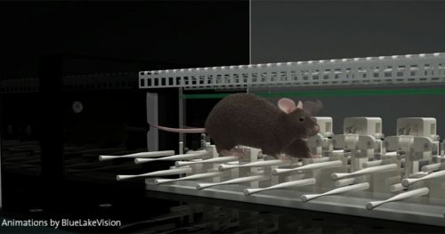 患有自闭症的老鼠有小脑特有的运动学习困难