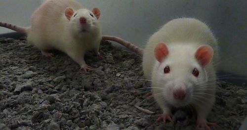 群养大鼠自动笼监测研究