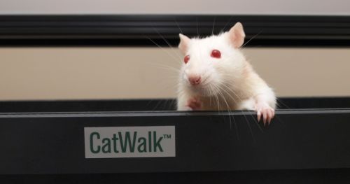 如何在非临床疼痛研究中使用CatWalk XT和电容测试仪