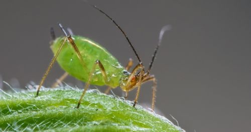 拟南芥抗蚜基因的鉴定