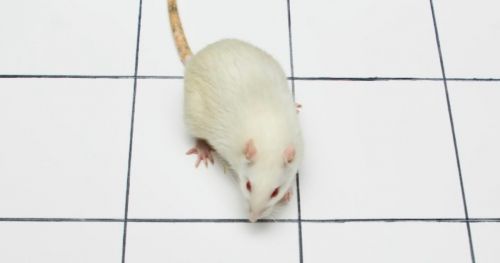 在帕金森大鼠中研究左旋多巴的副作用