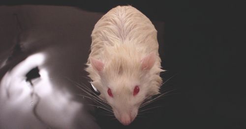 患有阿尔茨海默病的老鼠走得很好，但记忆力很差