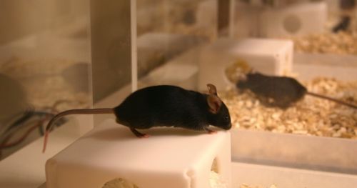聚光灯下的老鼠:为什么你应该在家里的笼子里进行测试
