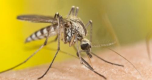 杀虫剂抗性是否让疟疾蚊子“更聪明”?