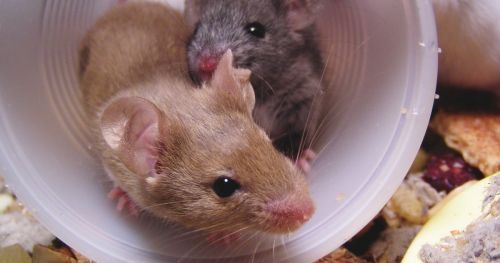 血清素和社交技能:成年鼠与幼鼠的区别
