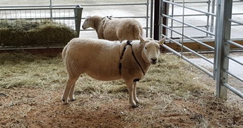 家畜研究:追踪绵羊以了解它们的行为